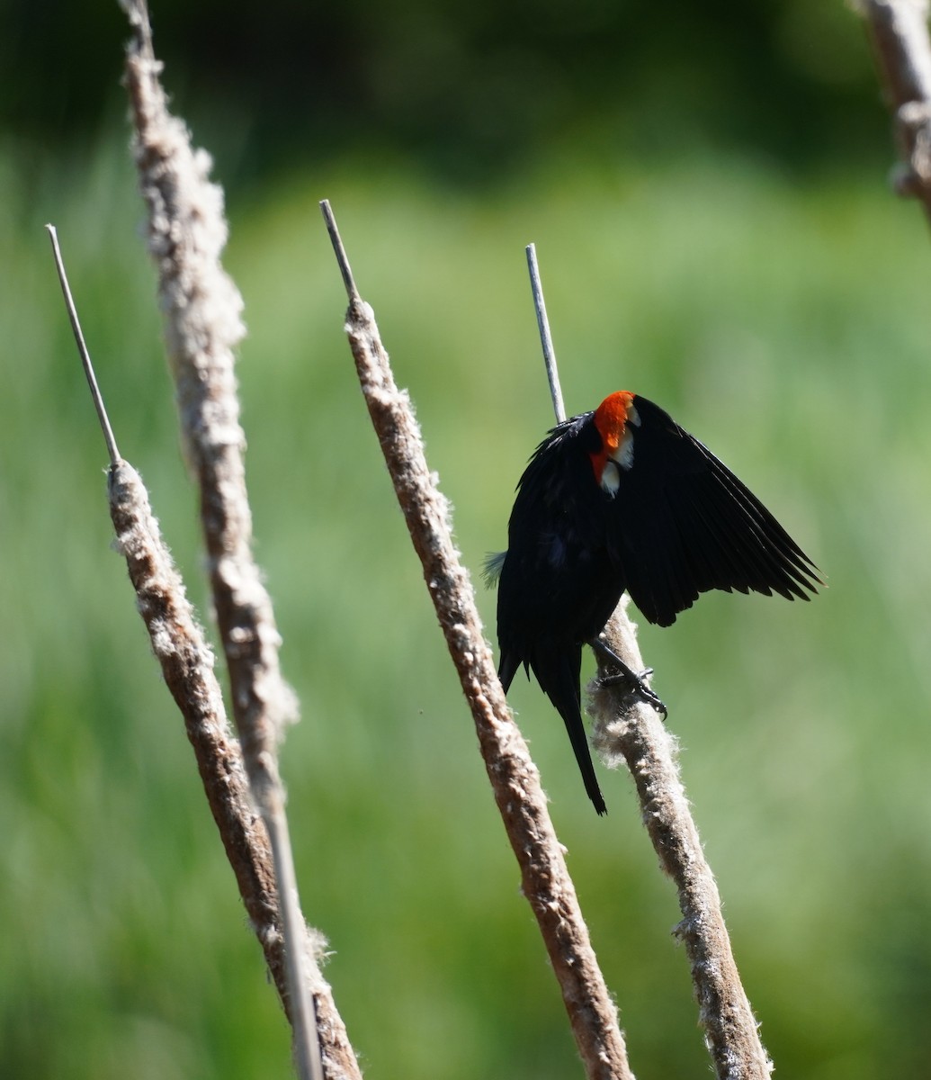Red-winged Blackbird - ML620296261