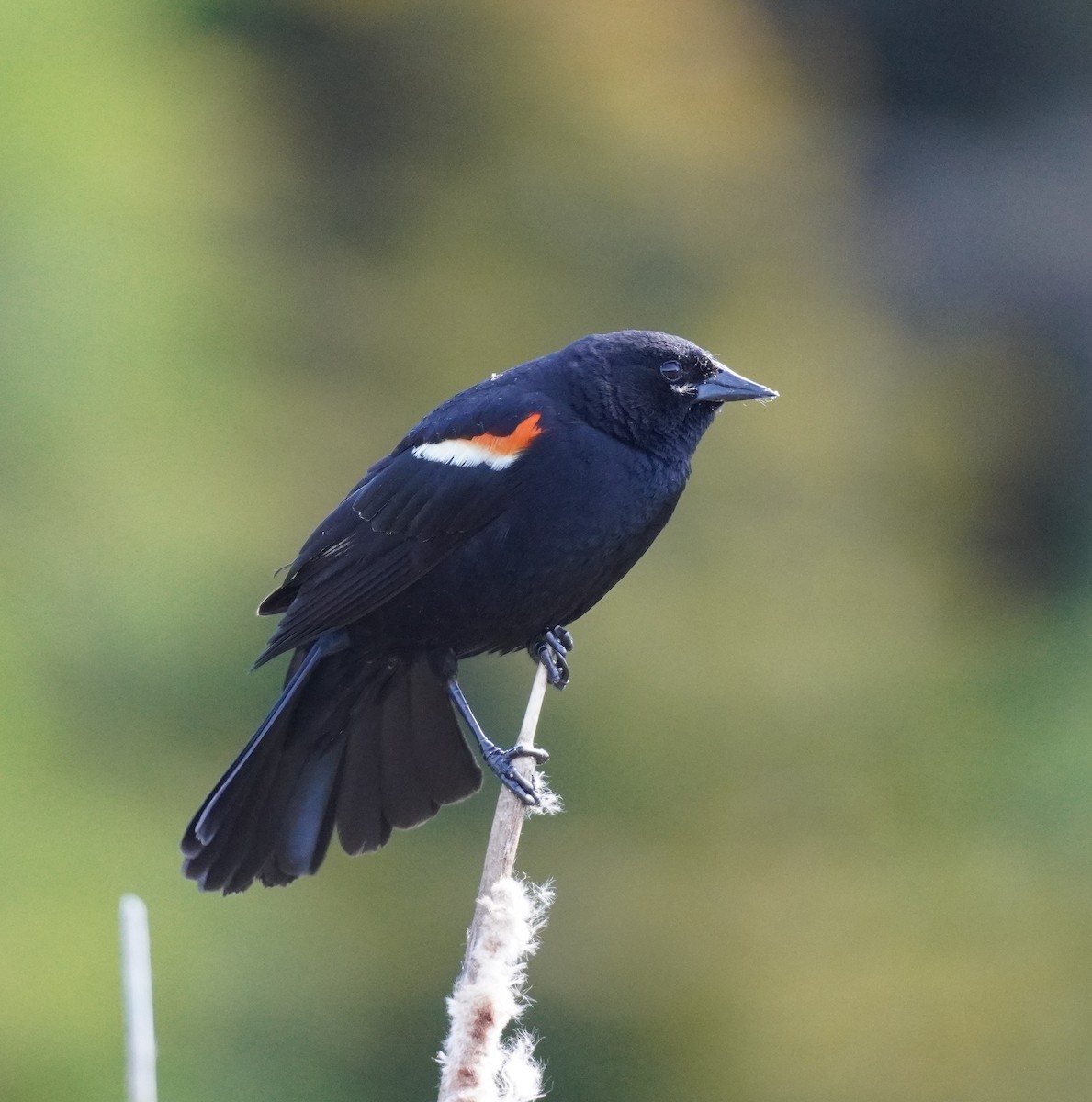 Red-winged Blackbird - ML620296262