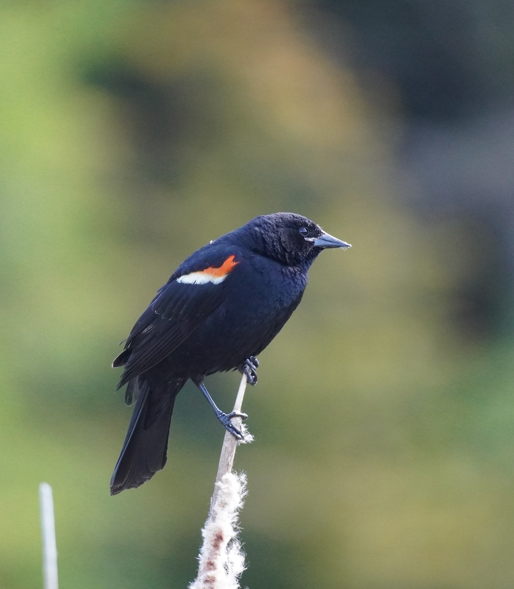 Red-winged Blackbird - ML620296263