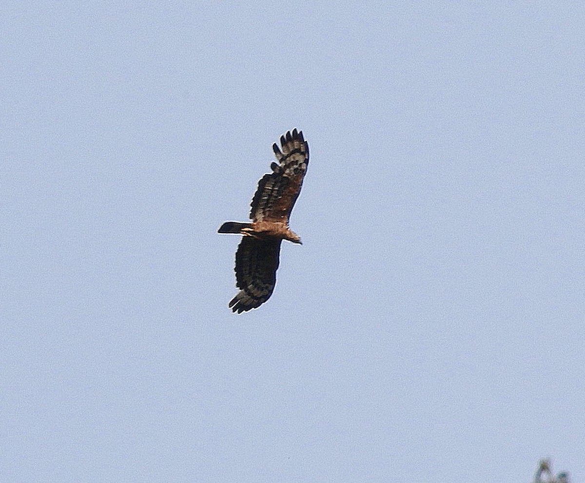 Oriental Honey-buzzard (Northern) - ML620296267