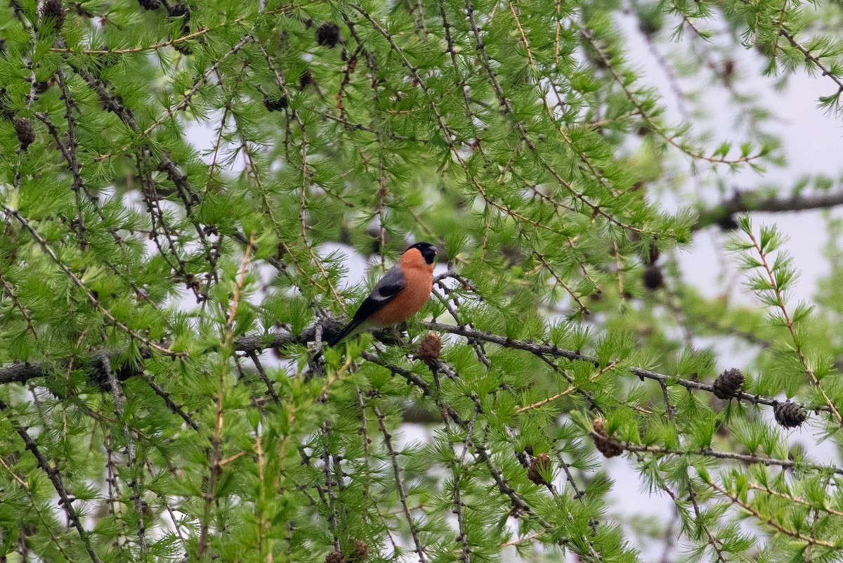 Eurasian Bullfinch - ML620296279