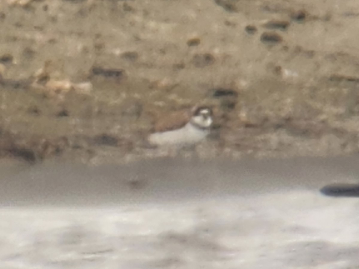 Semipalmated Plover - ML620296286