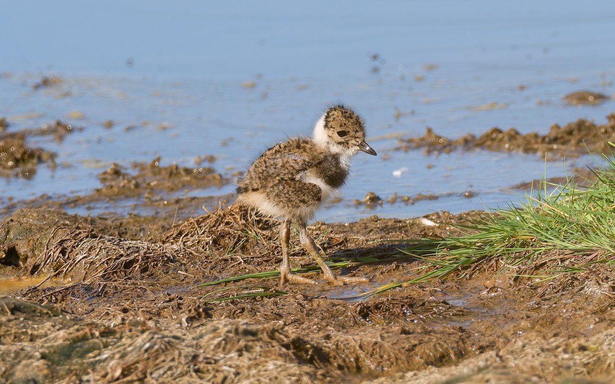 Northern Lapwing - ML620296287