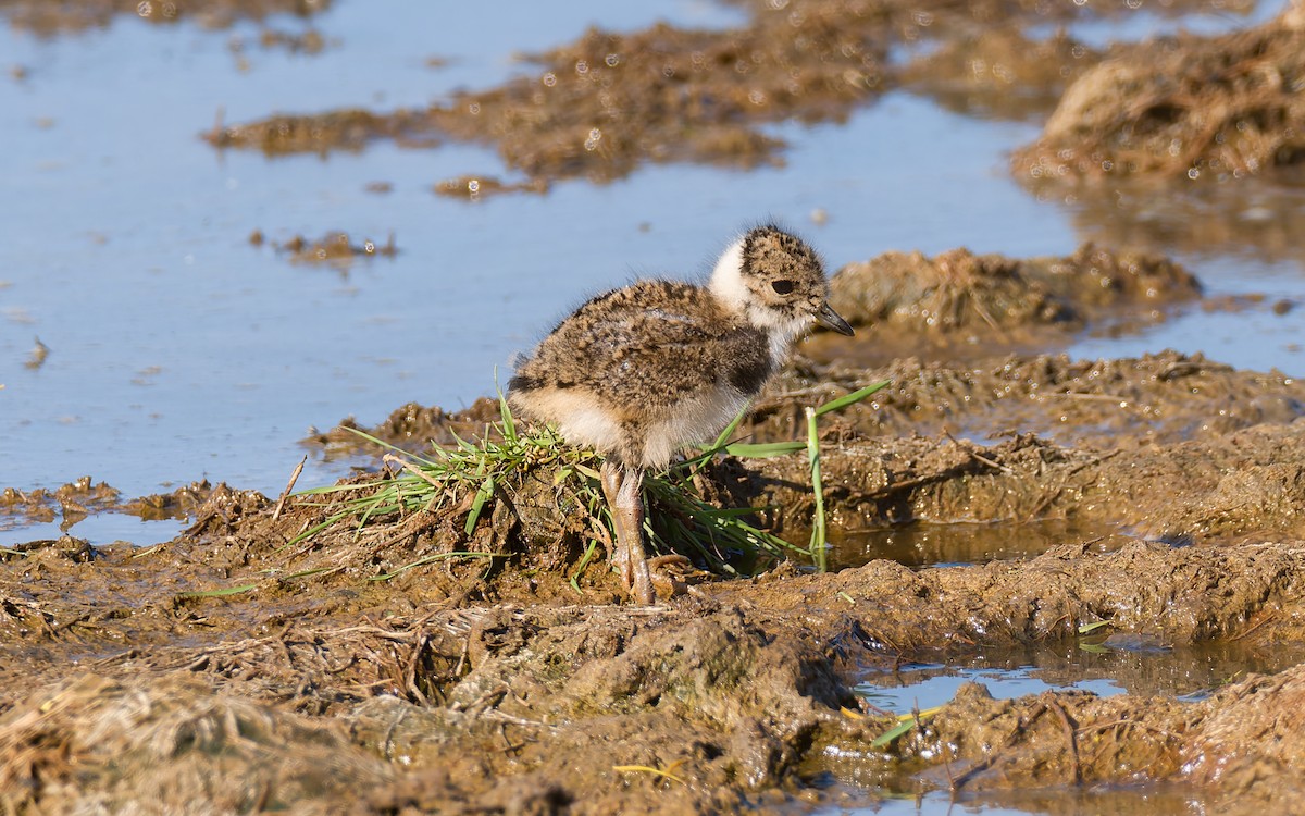 Northern Lapwing - ML620296290