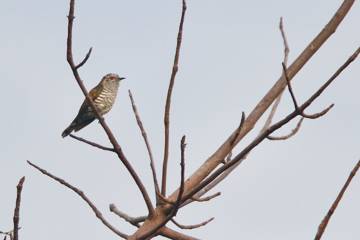 Little Bronze-Cuckoo - ML620296293