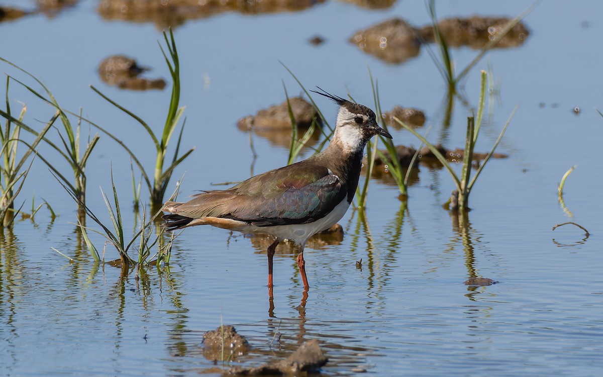 Northern Lapwing - Peter Kennerley