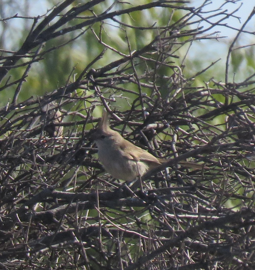 Chirruping Wedgebill - ML620296297