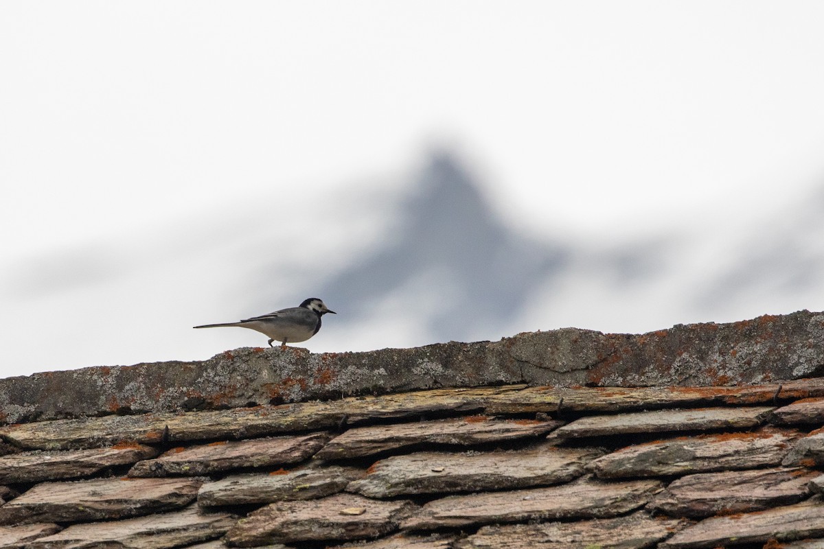 White Wagtail (White-faced) - ML620296298