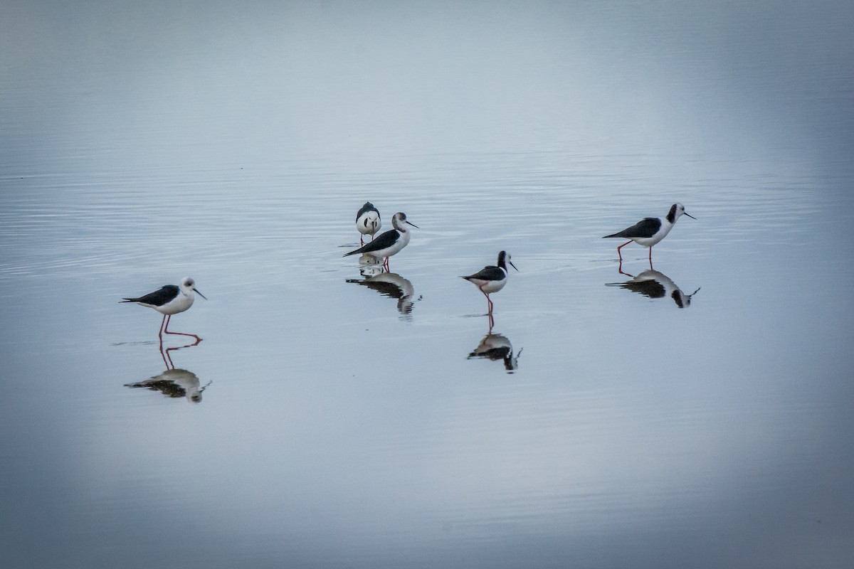 Pied Stilt - ML620296299