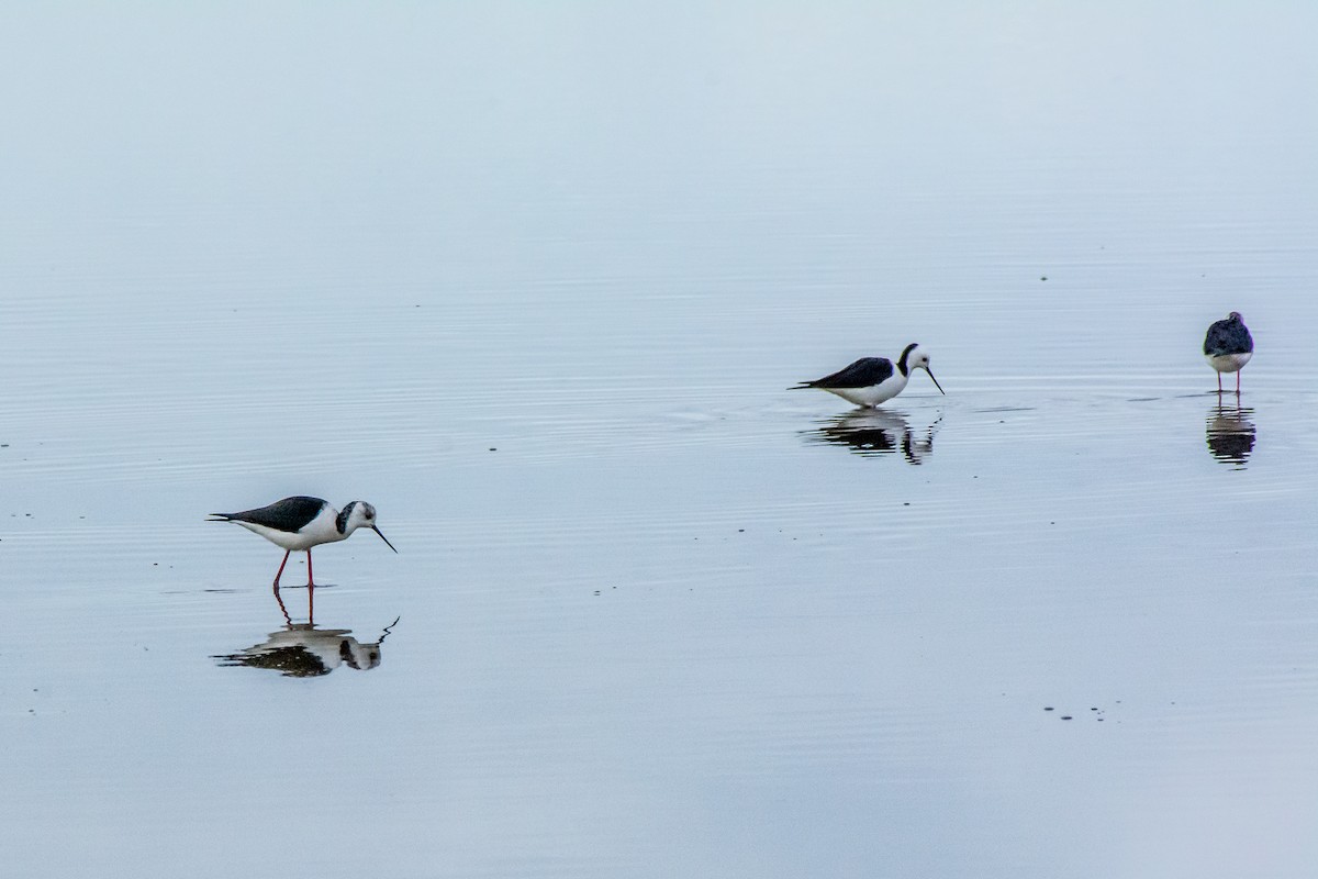 Pied Stilt - ML620296301