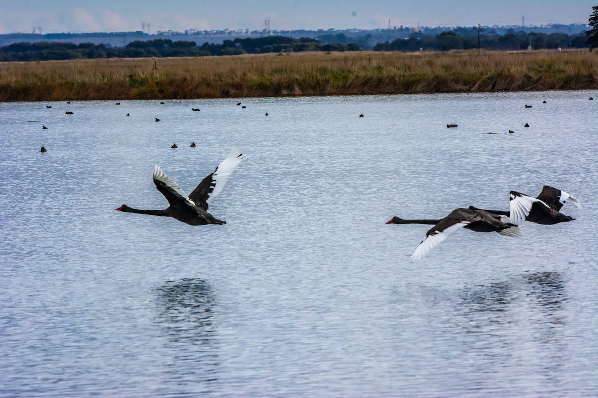 Cygne noir - ML620296302