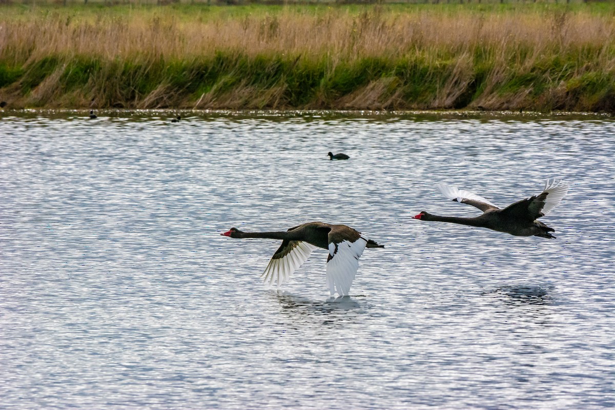 Black Swan - ML620296303