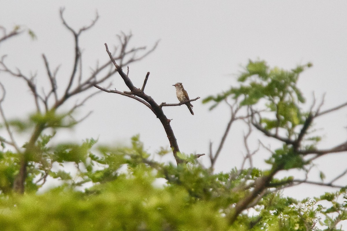 Little Bronze-Cuckoo - ML620296306