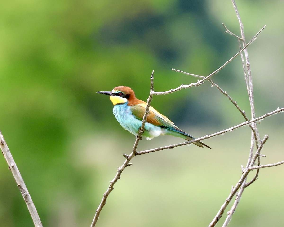 European Bee-eater - ML620296311