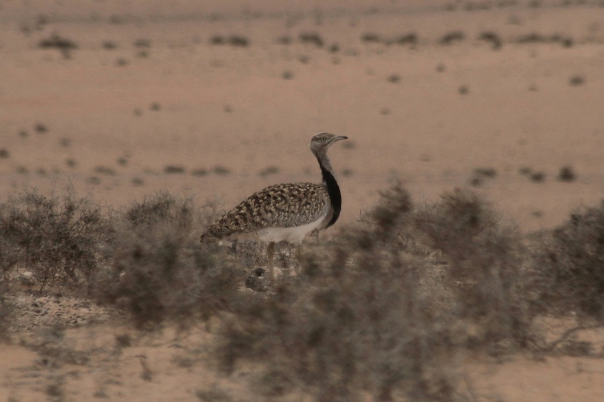 Houbara Bustard - ML620296313