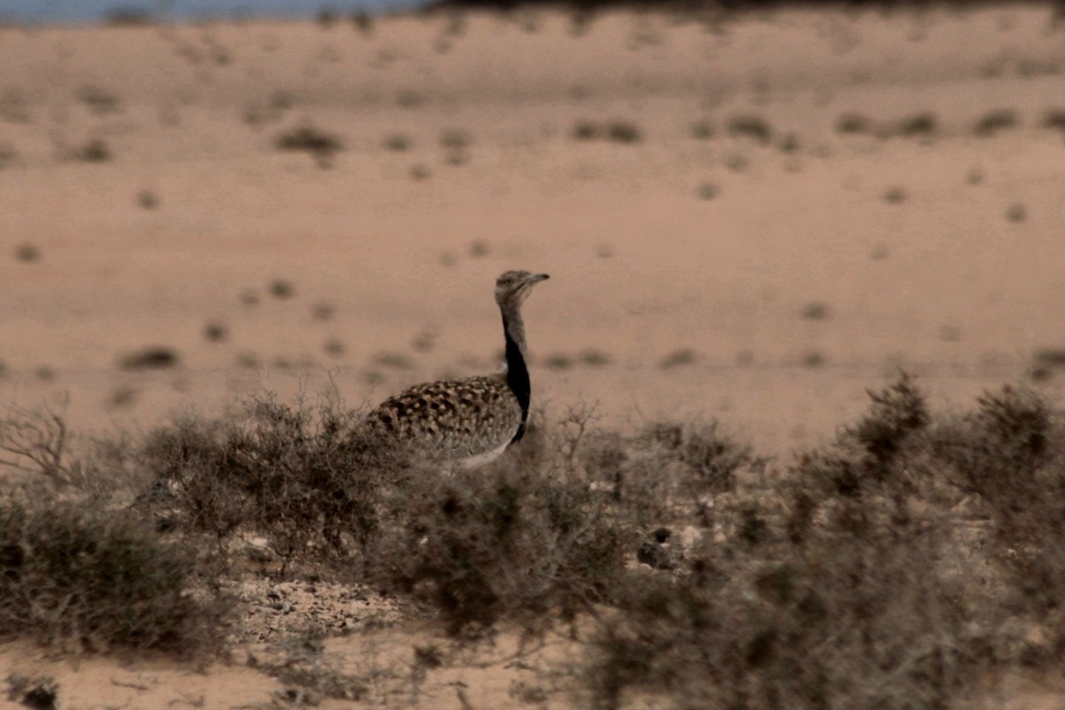 Houbara Bustard - ML620296314