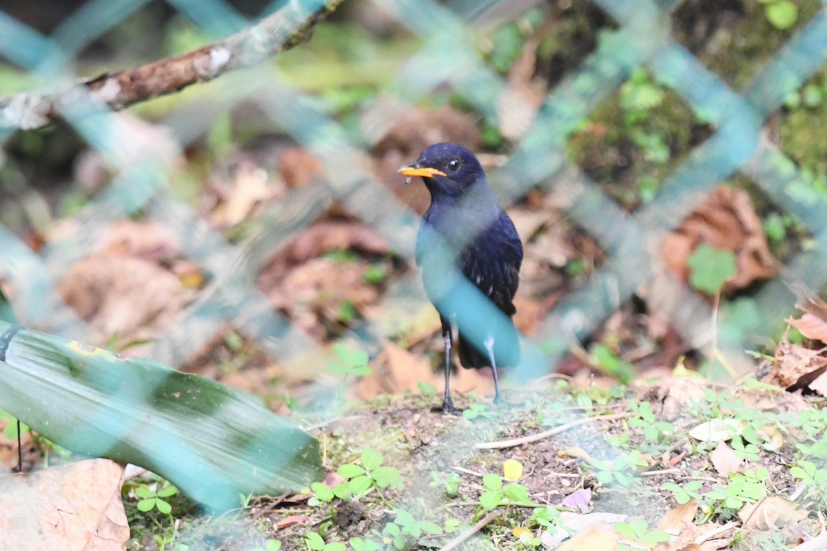 Malayan Whistling-Thrush - ML620296315