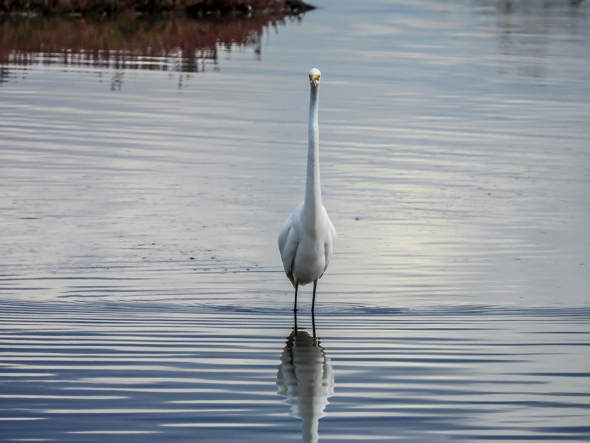 Great Egret - ML620296317