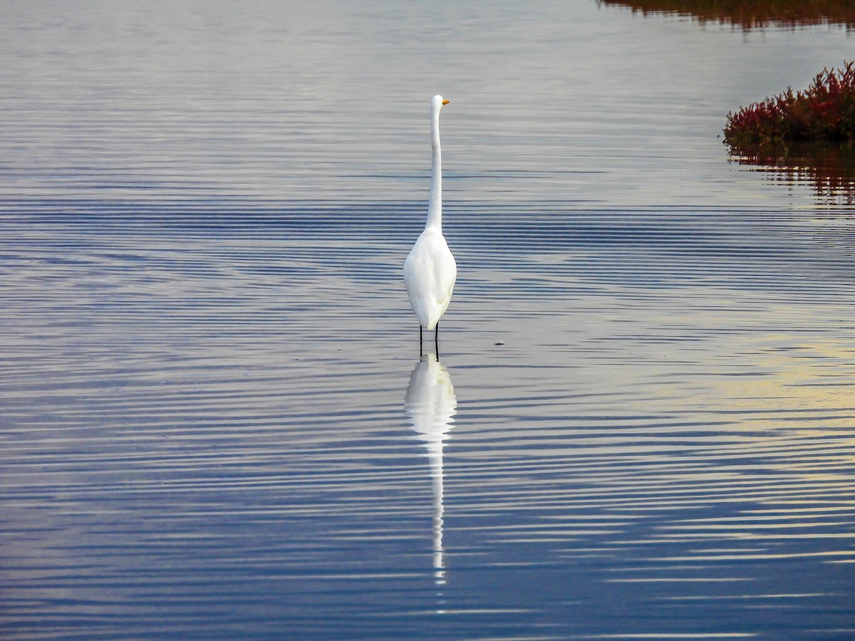 Great Egret - ML620296320