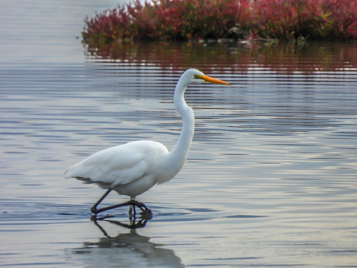 Great Egret - ML620296321