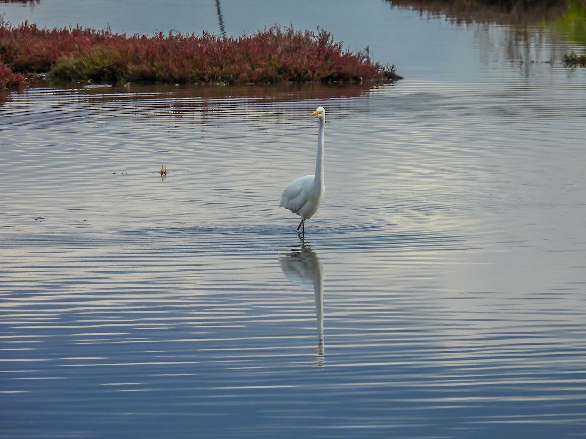 Great Egret - ML620296322