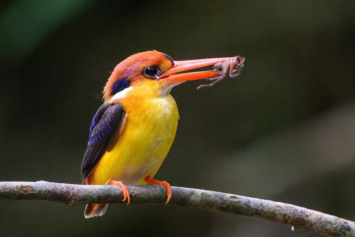 Black-backed Dwarf-Kingfisher - ML620296326