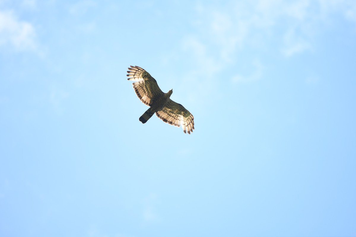 Oriental Honey-buzzard - ML620296327