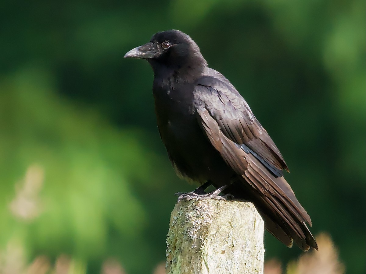 American Crow - David McCartt