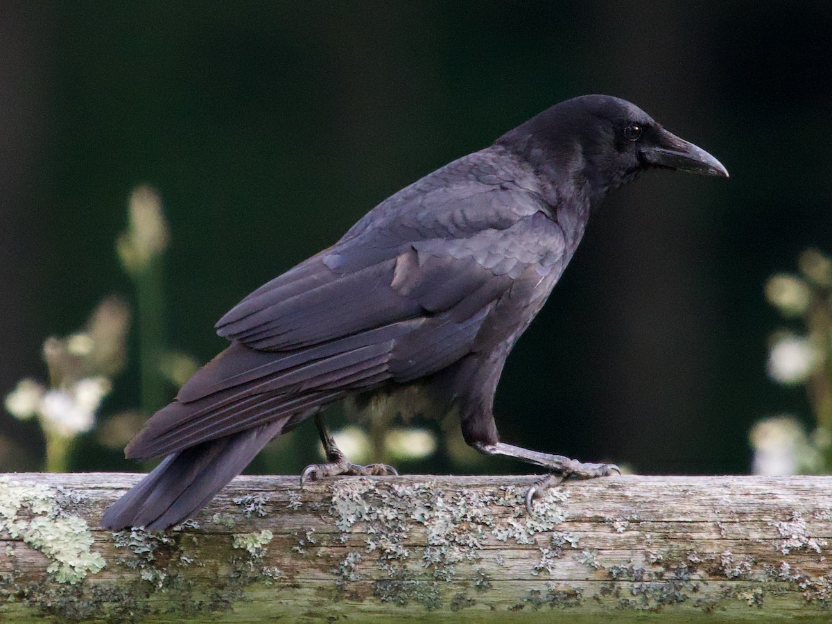 American Crow - ML620296330