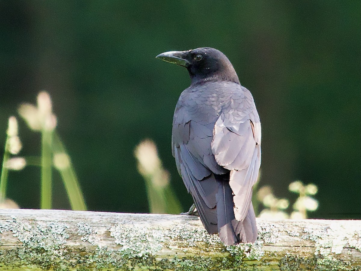 American Crow - ML620296331