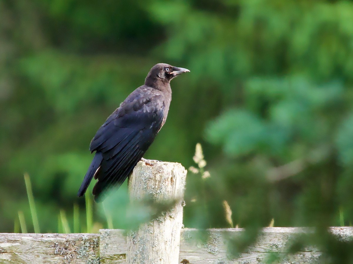 American Crow - ML620296334