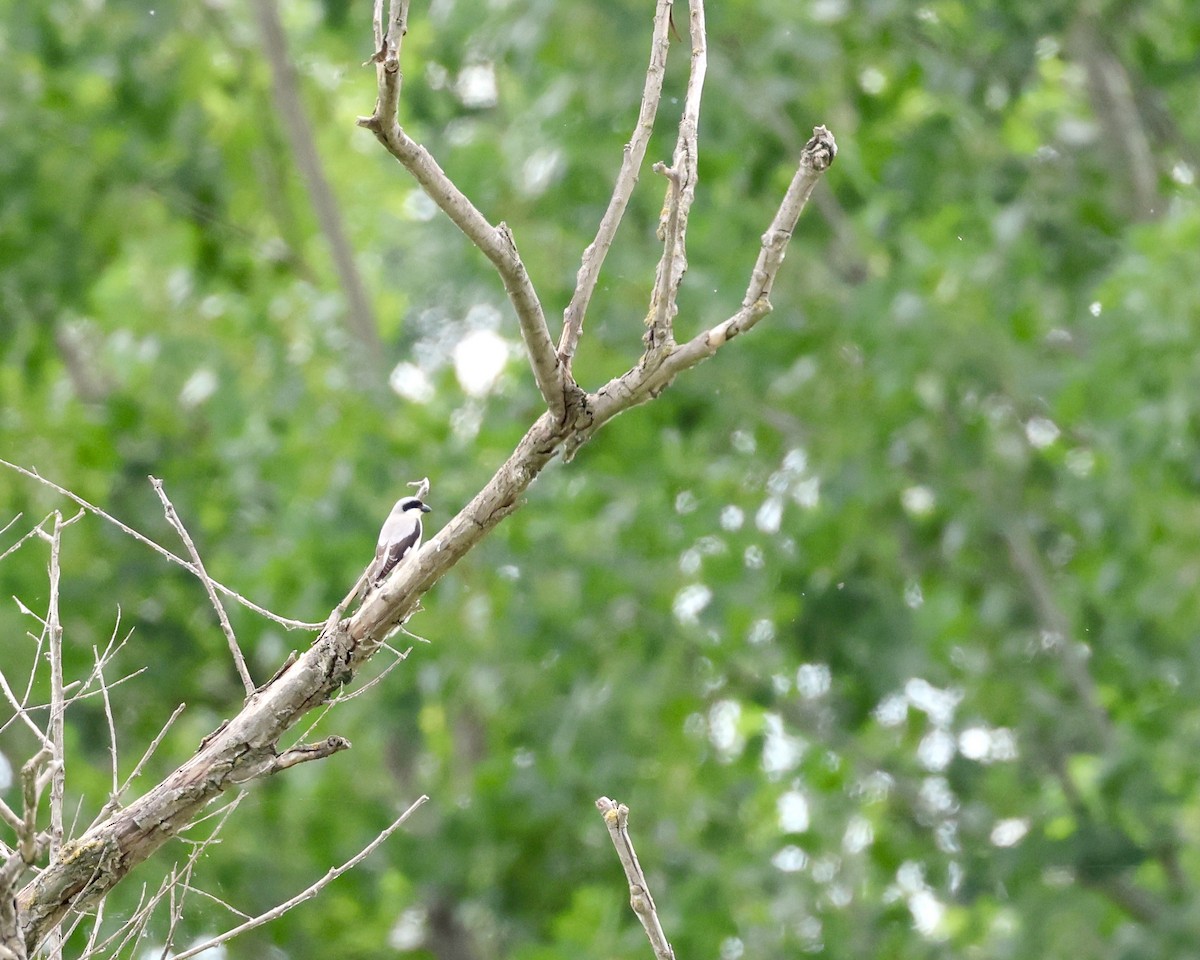 Lesser Gray Shrike - ML620296336