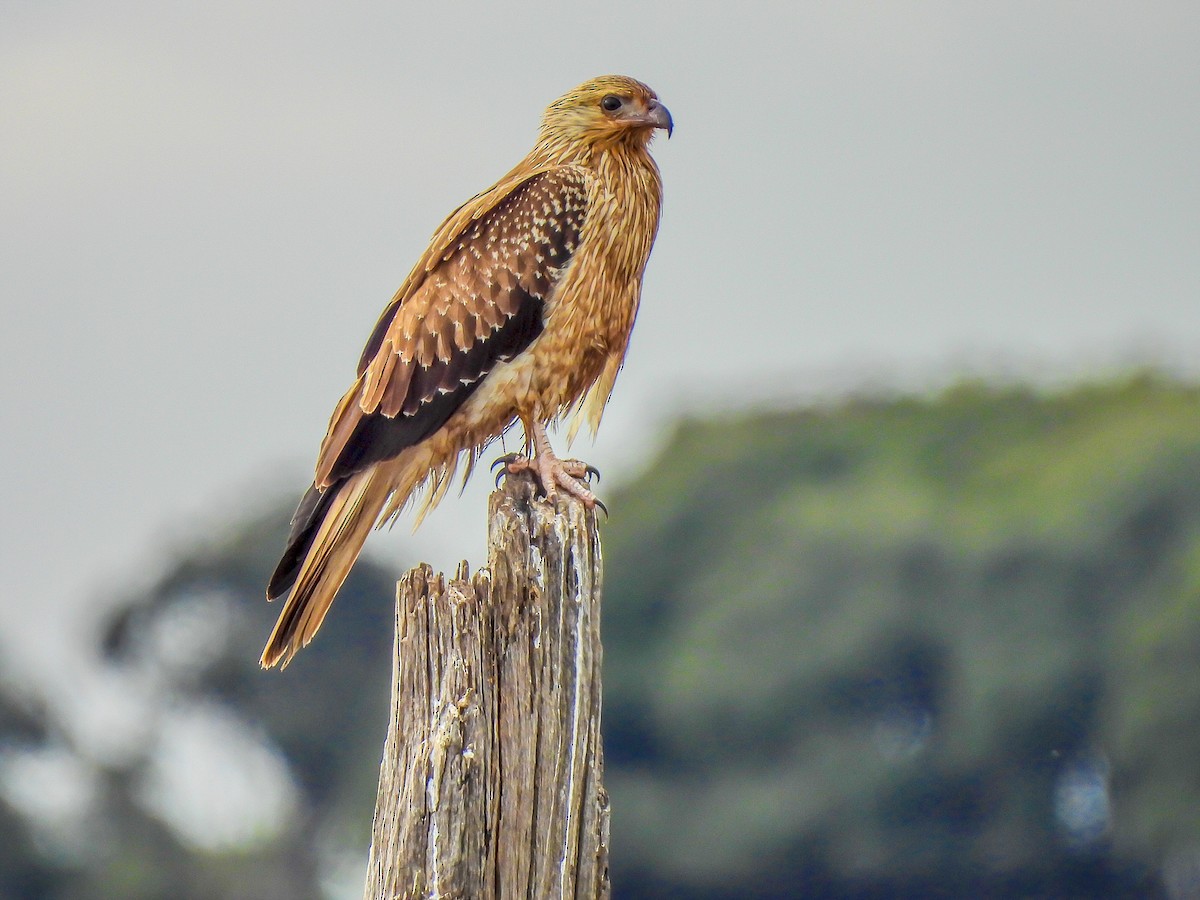 Whistling Kite - ML620296338