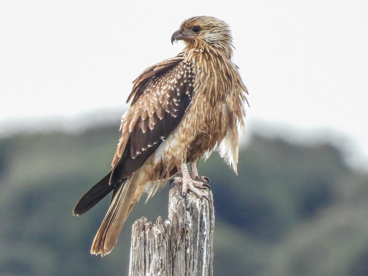 Whistling Kite - ML620296339