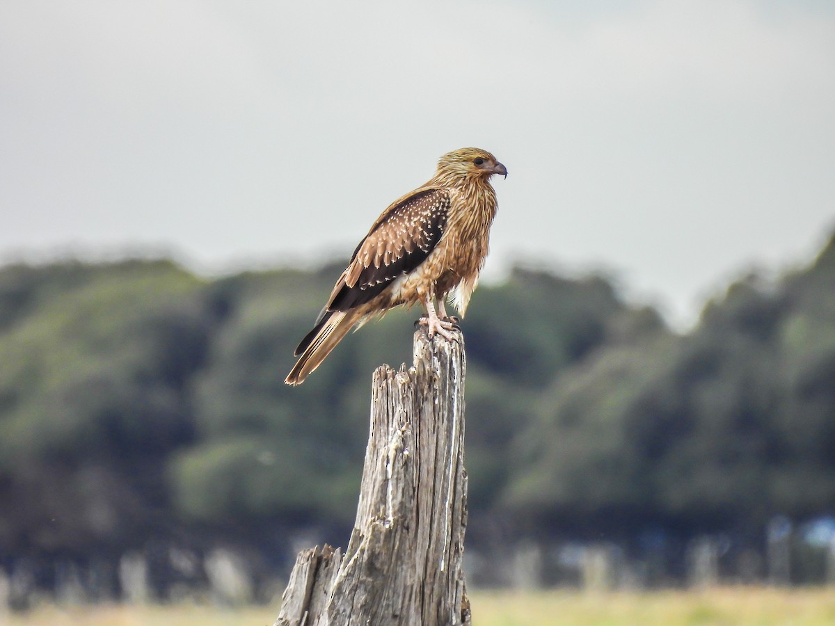 Whistling Kite - ML620296341