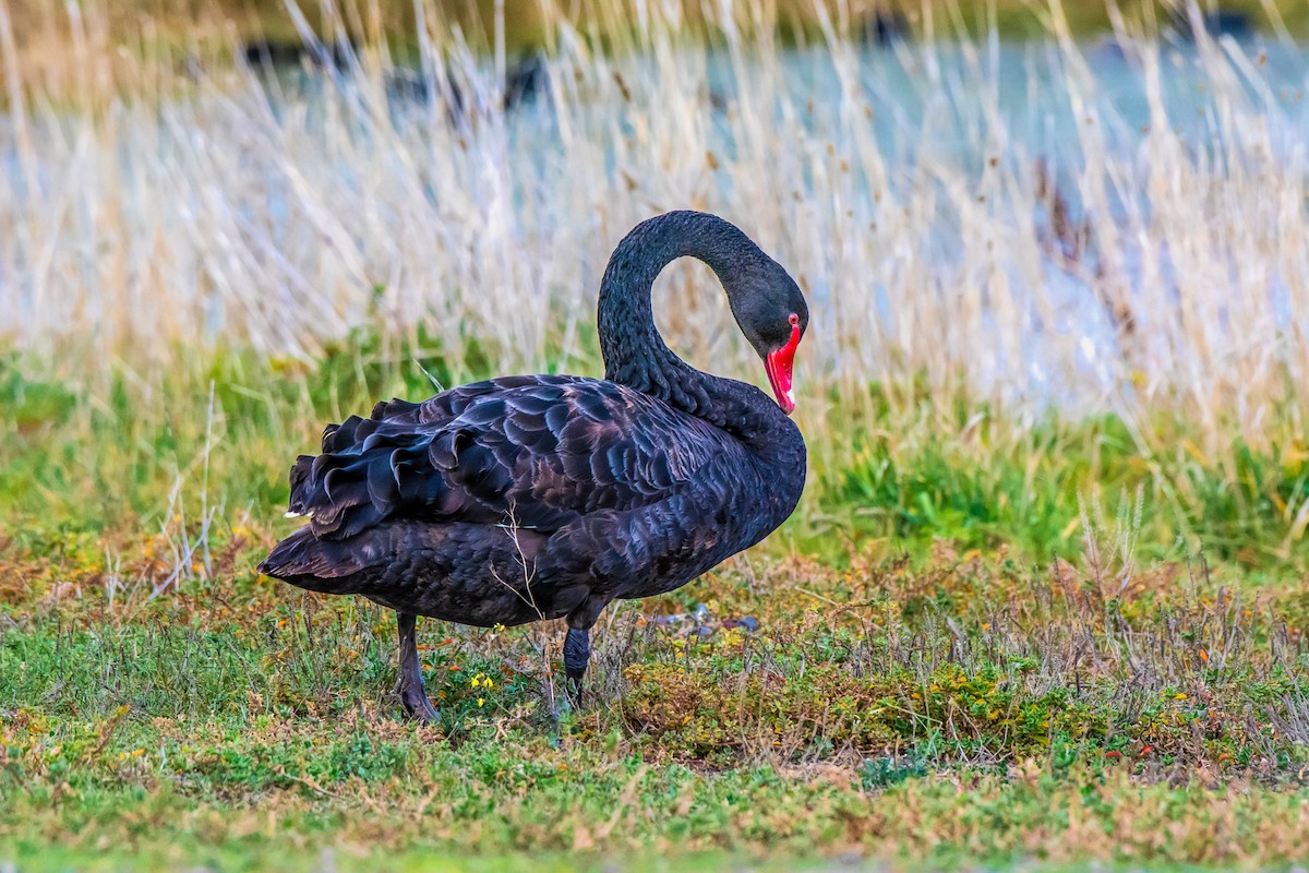 Black Swan - Kathie Thomas