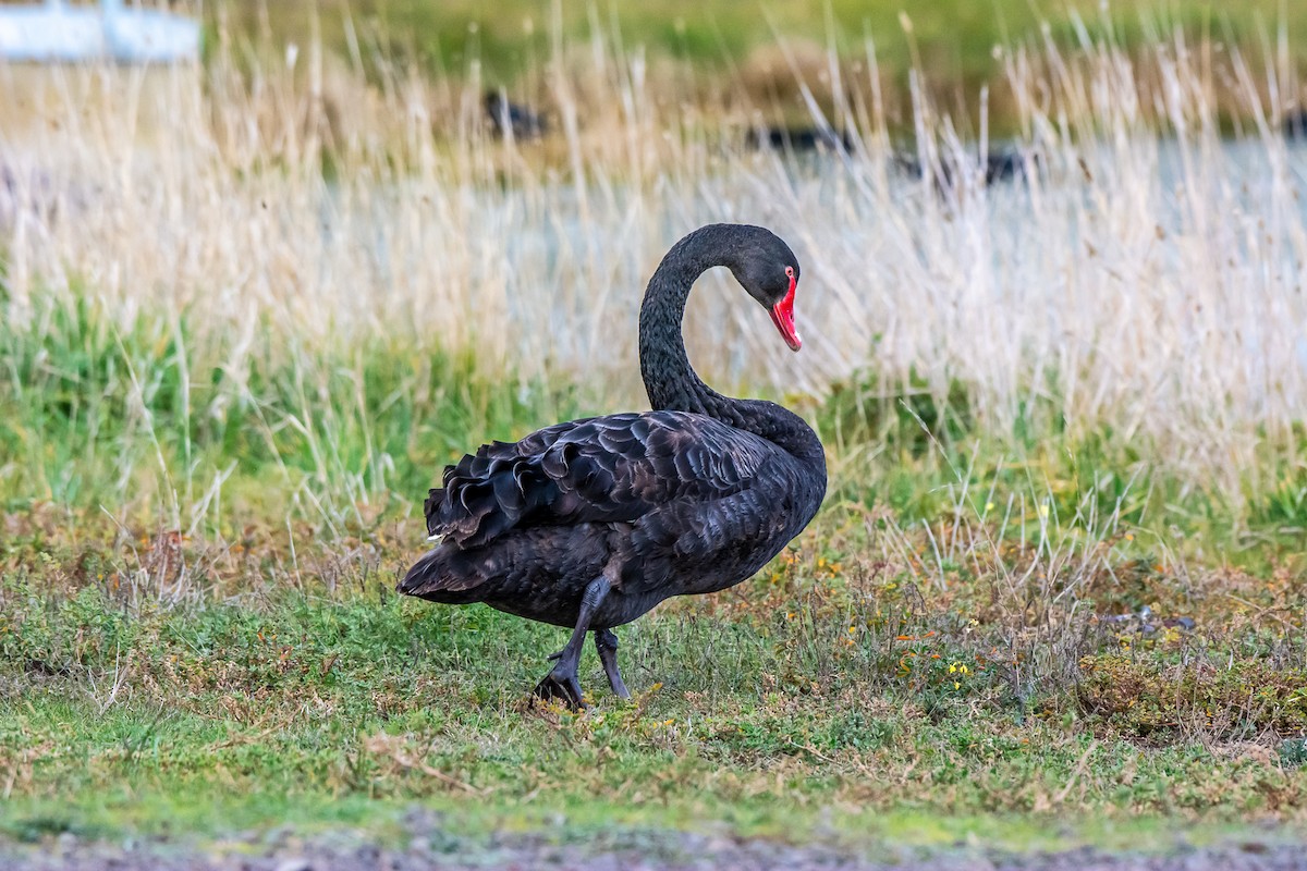 Black Swan - ML620296345