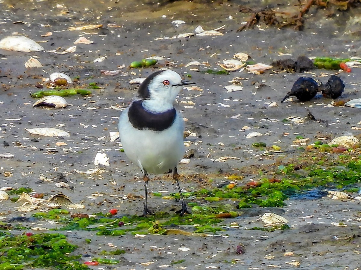 White-fronted Chat - ML620296354