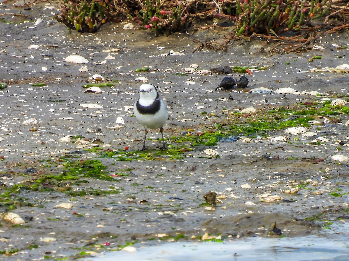 White-fronted Chat - ML620296355