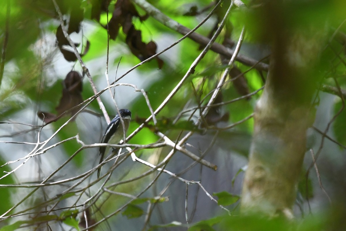 Bar-winged Flycatcher-shrike - ML620296356