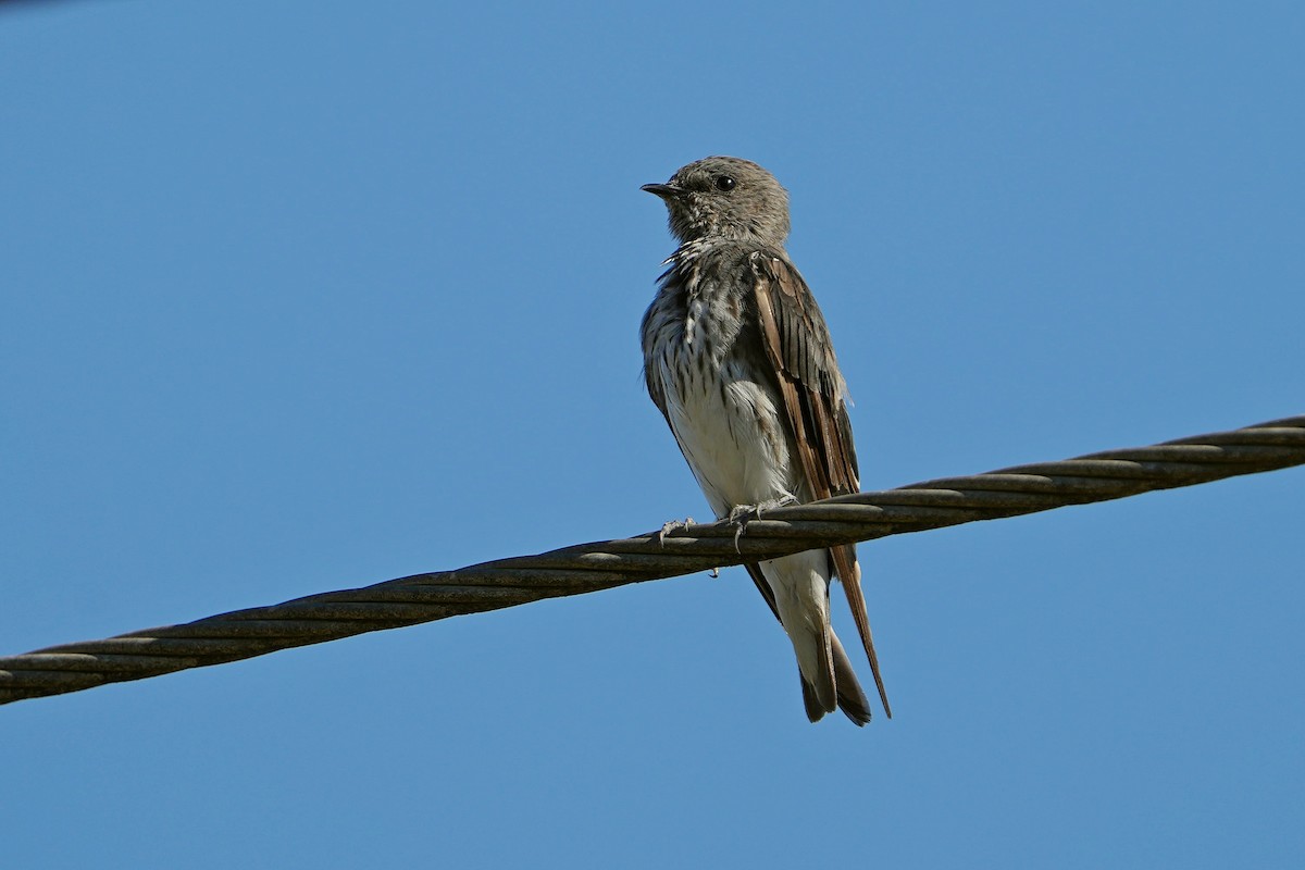 Golondrina de las Mascareñas - ML620296358