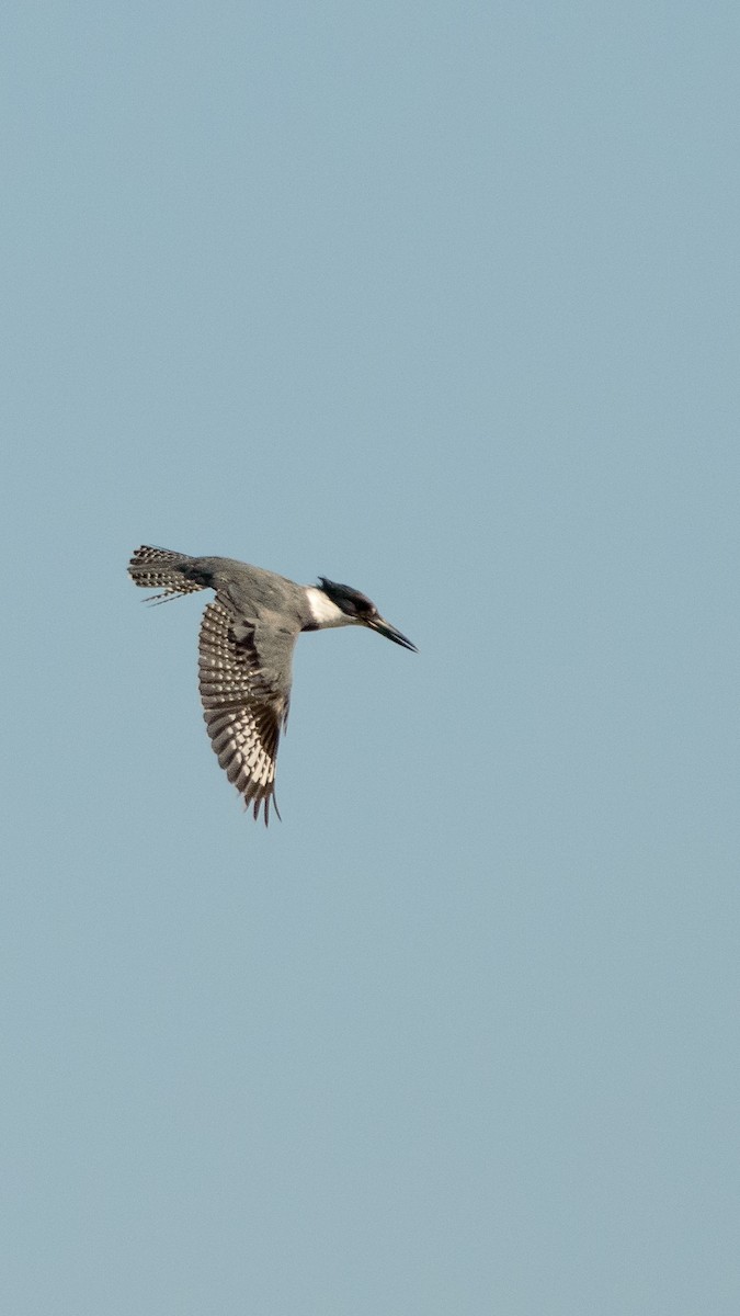 Belted Kingfisher - ML620296360