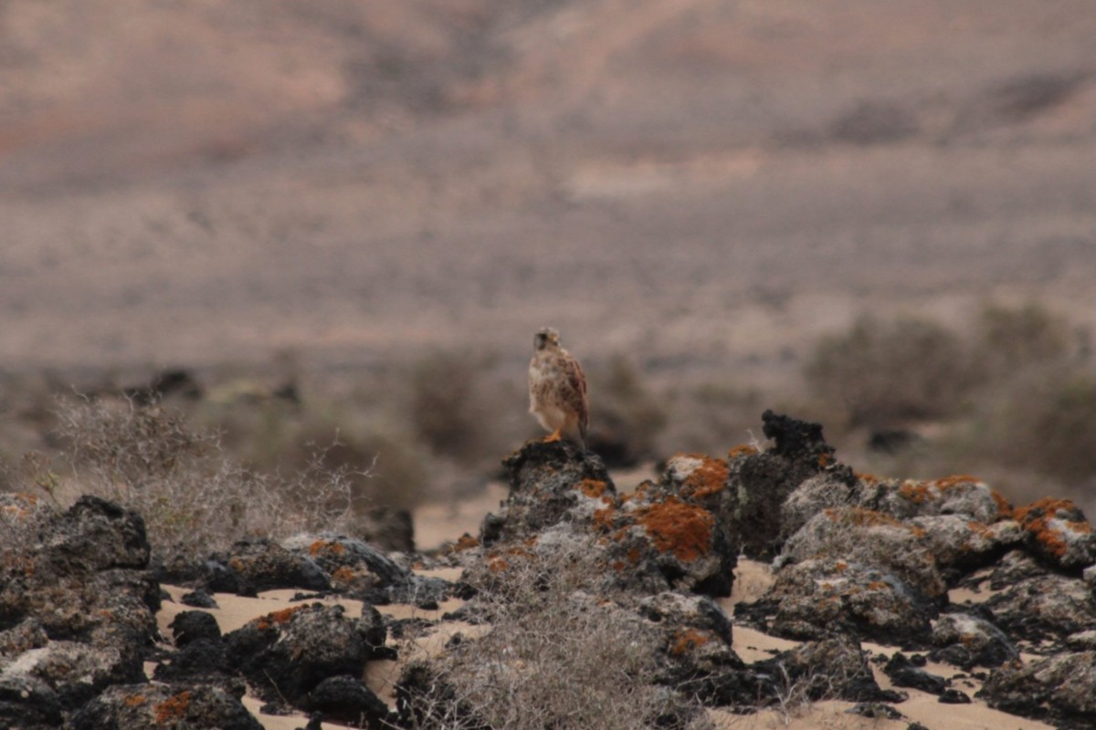 Eurasian Kestrel (Canary Is.) - ML620296361