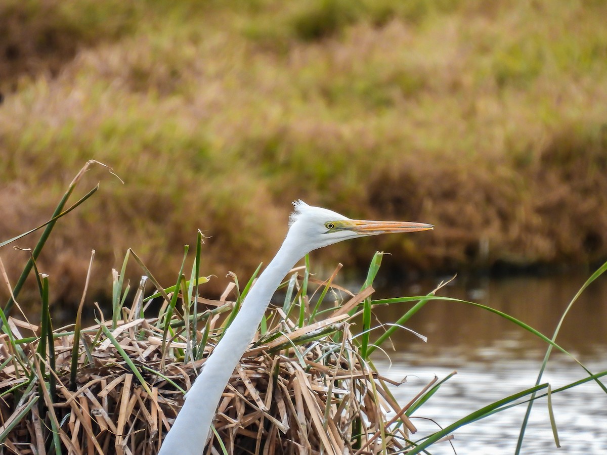 Great Egret - ML620296363