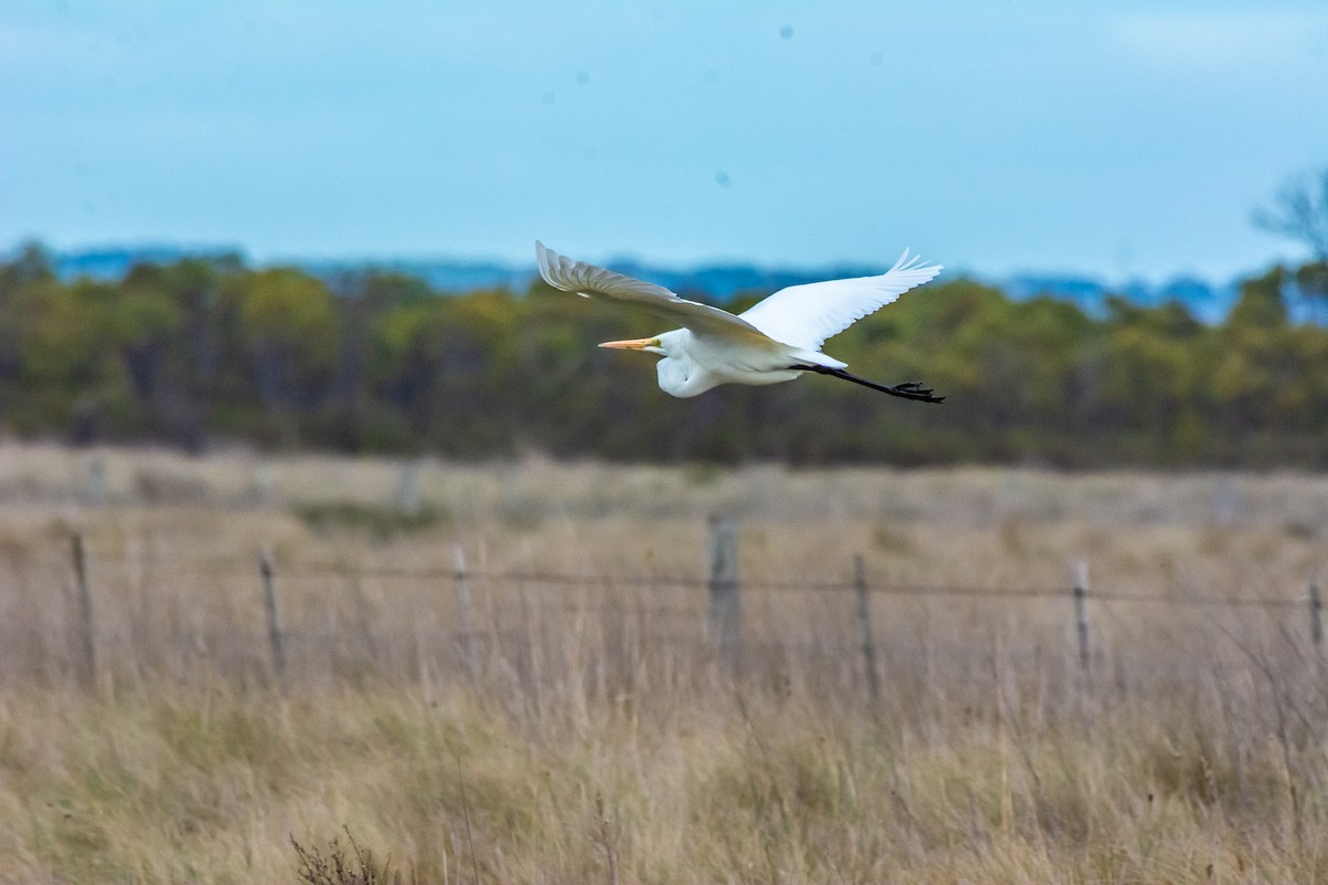 Great Egret - ML620296365