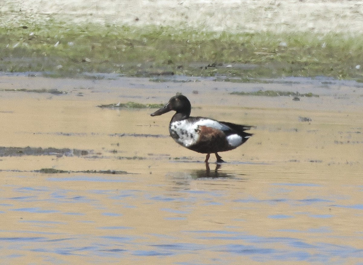 Northern Shoveler - ML620296369