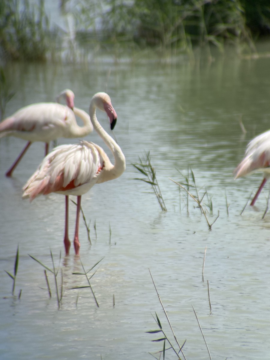 Greater Flamingo - ML620296371