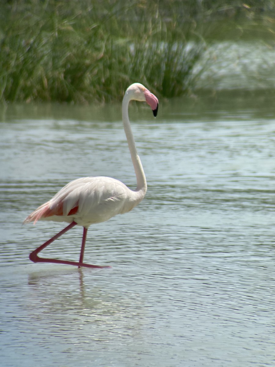 Greater Flamingo - ML620296373