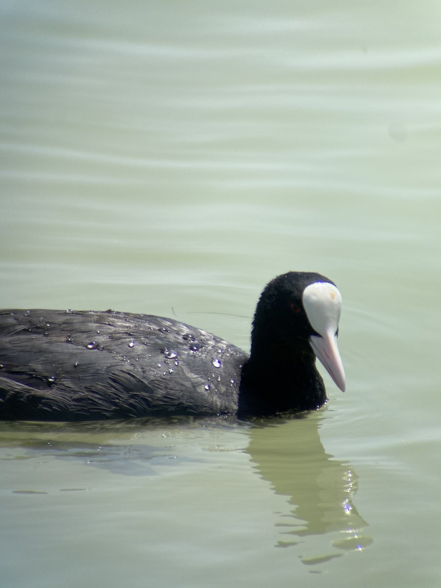 Eurasian Coot - ML620296375