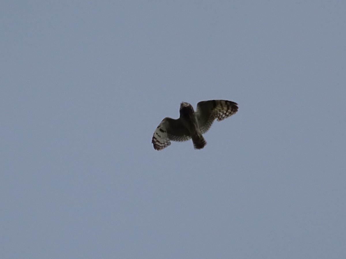 Short-eared Owl - ML620296380